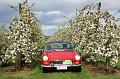 MG Bloesemrit op 24-4-2016 org. Jos&Marie-lou  (258)